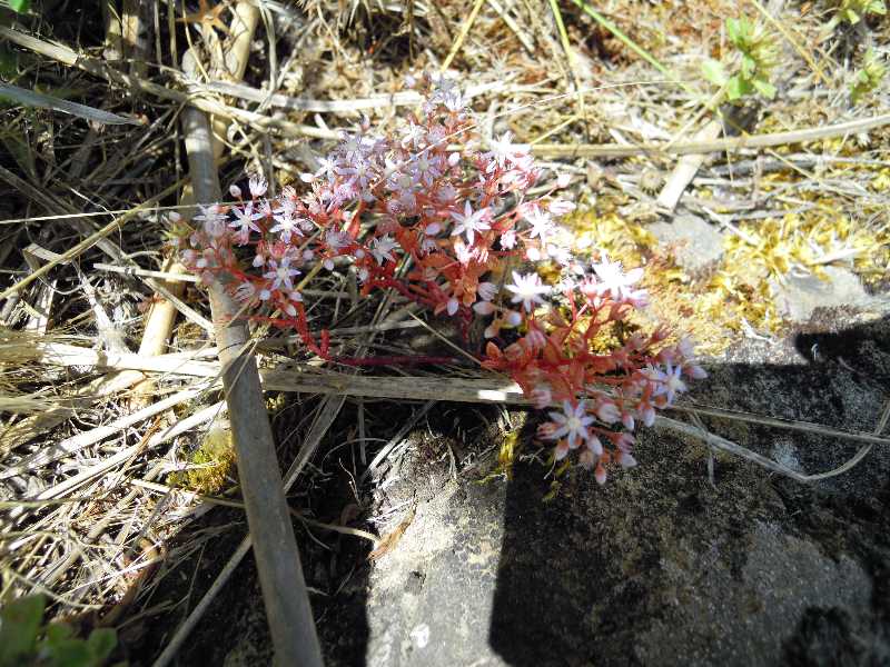 Sedum caeruleum